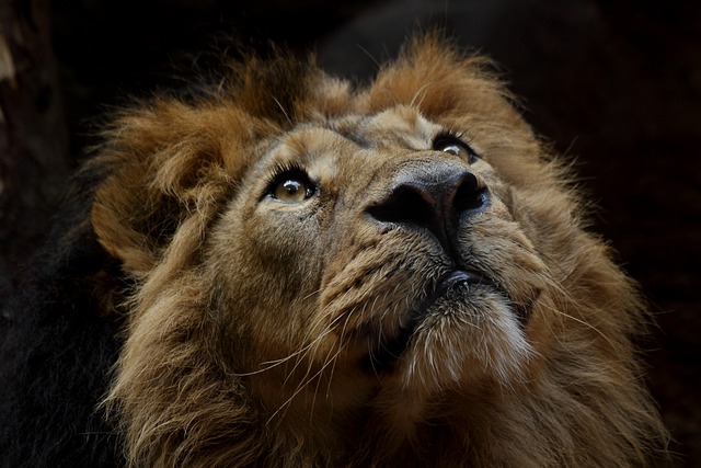 Aslan