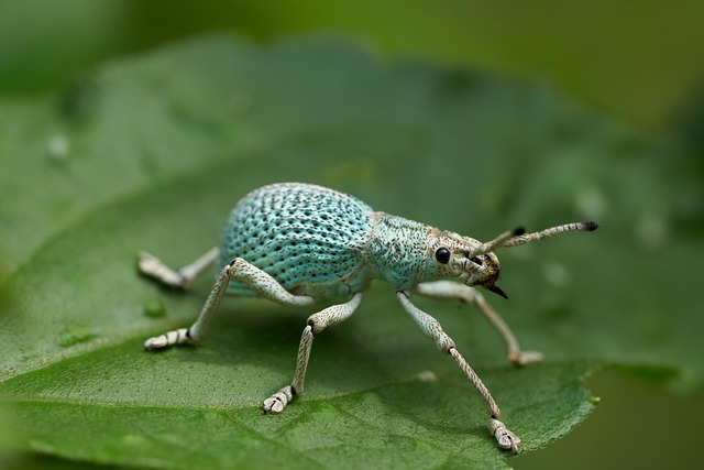 Böcek