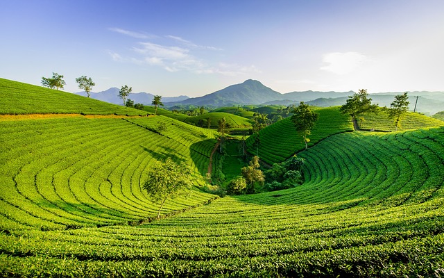 Çay