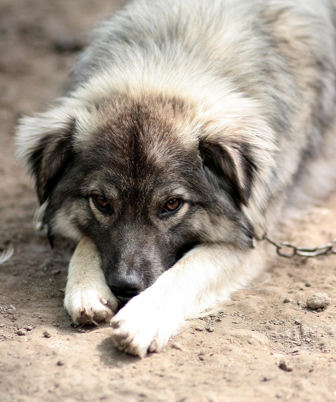 Zincirli köpek