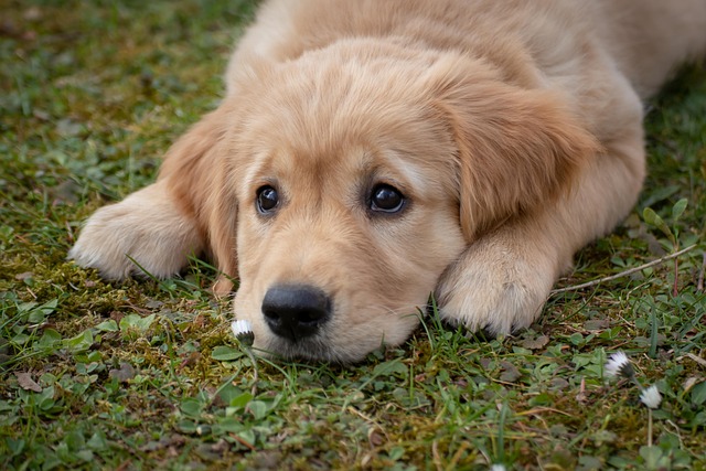 Köpek