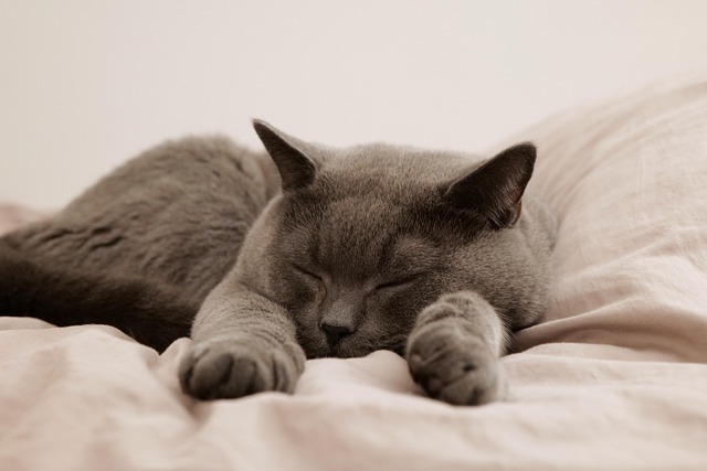 Kedi